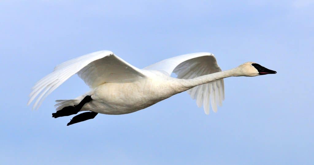 Flying Swan